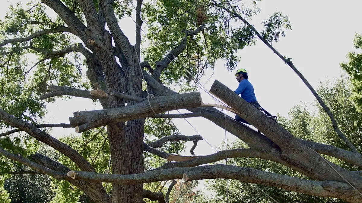 Professional Crown Thinning performed by certified arborists in Summerville